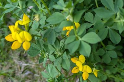 <i>Lotus corniculatus</i>