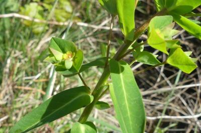 <i>Euphorbia dulcis</i>