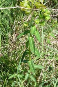 <i>Euphorbia dulcis</i>
