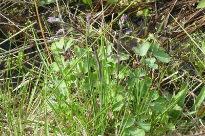 <i>Aquilegia vulgaris</i>
