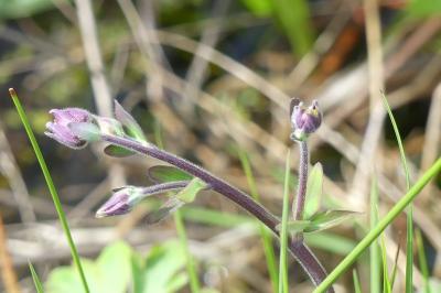 <i>Aquilegia vulgaris</i>