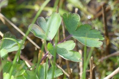 <i>Aquilegia vulgaris</i>