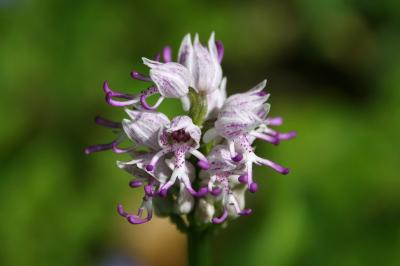 <i>Orchis simia</i>