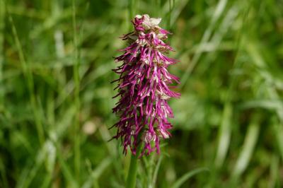 <i>Orchis x bergonii</i>