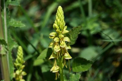 <i>Orchis anthropophora</i>