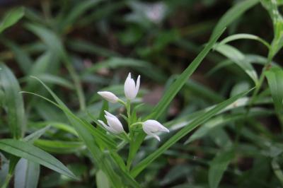 <i>Cephalanthera longifolia</i>