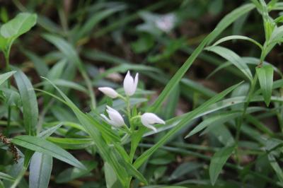 <i>Cephalanthera longifolia</i>