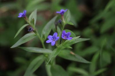 <i>Aegonychon purpurocaeruleum</i>