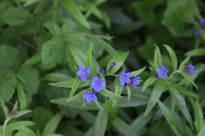 <i>Aegonychon purpurocaeruleum</i>
