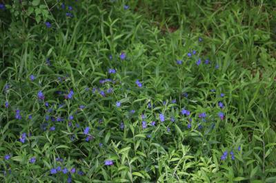 <i>Aegonychon purpurocaeruleum</i>