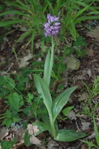 <i>Orchis simia</i>