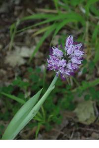 <i>Orchis simia</i>