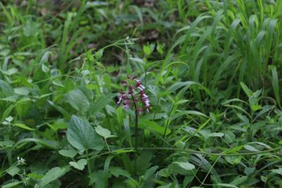 <i>Orchis purpurea</i>