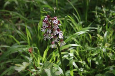<i>Orchis purpurea</i>