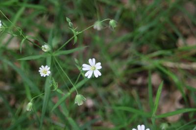 <i>Rabelera holostea</i>