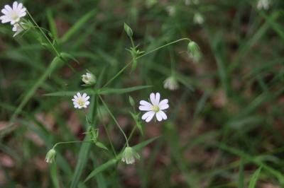 <i>Rabelera holostea</i>
