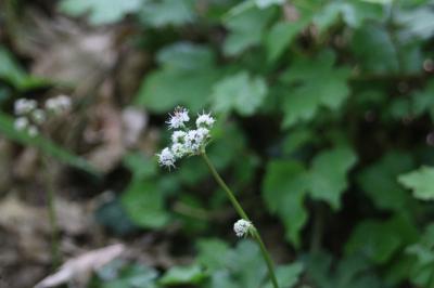 <i>Sanicula europaea</i>