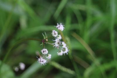 <i>Sanicula europaea</i>