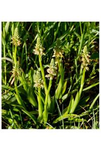 <i>Orchis anthropophora</i>