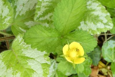 <i>Potentilla indica</i>