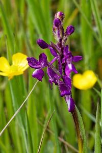 <i>Anacamptis laxiflora</i>