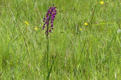 <i>Anacamptis laxiflora</i>