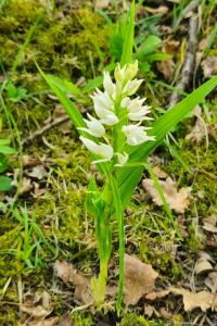 <i>Cephalanthera longifolia</i>