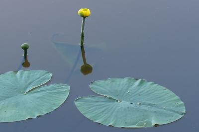 <i>Nuphar lutea</i>