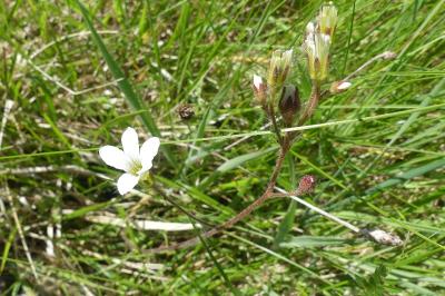 <i>Saxifraga granulata</i>
