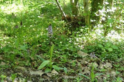 <i>Orchis purpurea</i>