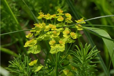 <i>Euphorbia cyparissias</i>