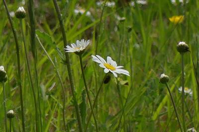 <i>Leucanthemum ircutianum</i>