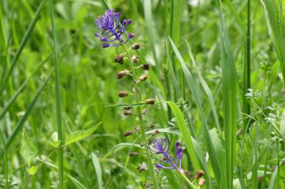 <i>Muscari comosum</i>