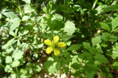 <i>Geum urbanum</i>