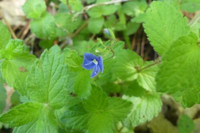 <i>Veronica chamaedrys</i>