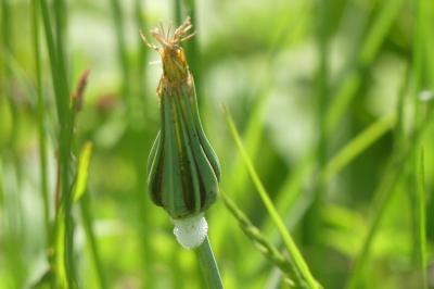 <i>Tragopogon pratensis</i>