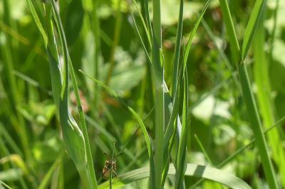 <i>Tragopogon pratensis</i>