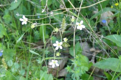 <i>Saxifraga granulata</i>