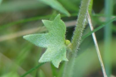 <i>Saxifraga granulata</i>