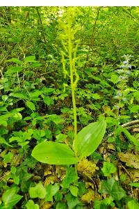 <i>Neottia ovata</i>