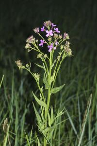 <i>Hesperis matronalis</i>