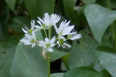 <i>Allium ursinum</i>