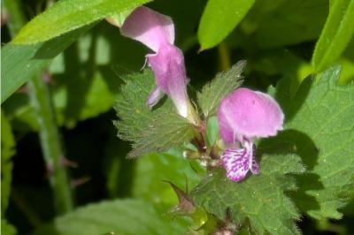 <i>Lamium maculatum</i>