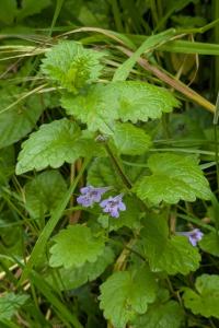 <i>Glechoma hederacea</i>