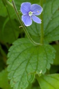 <i>Veronica chamaedrys</i>