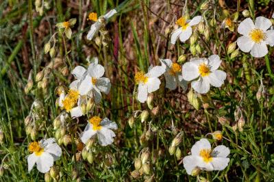 <i>Helianthemum apenninum</i>