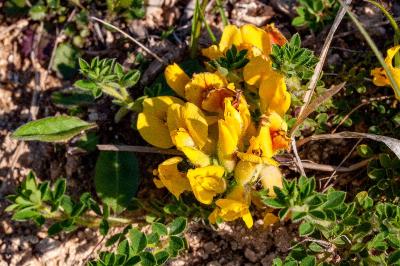 <i>Cytisus lotoides</i>