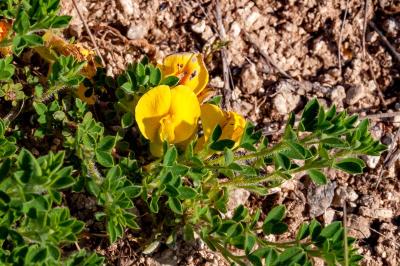 <i>Cytisus lotoides</i>