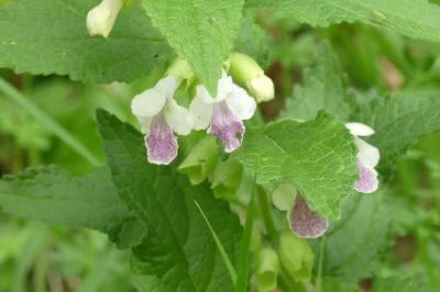 <i>Melittis melissophyllum</i>