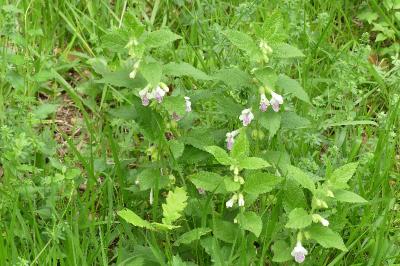 <i>Melittis melissophyllum</i>